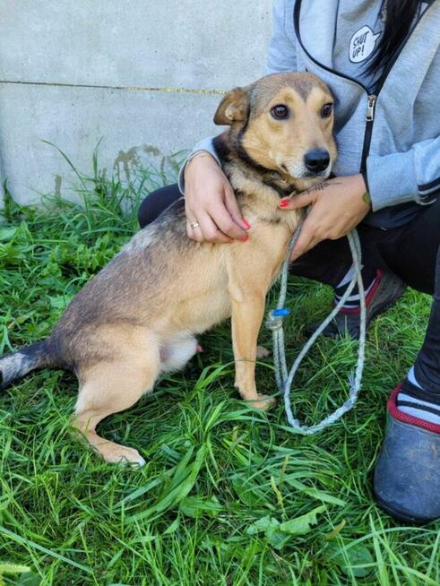 Młody, przyjacielski KUMPEL szuka domu !! Do adopcji !!