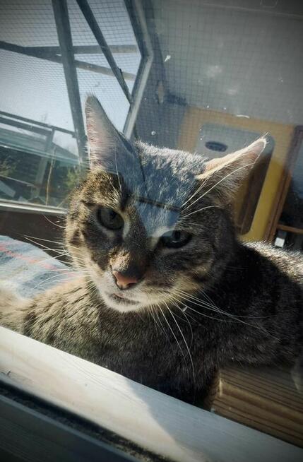 Brit – cichy obserwator i wierny towarzysz