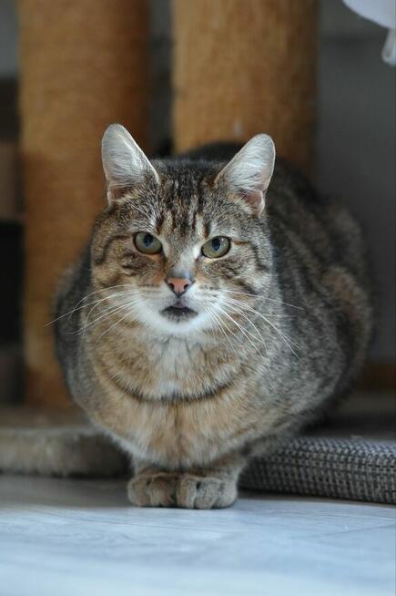 Brit – cichy obserwator i wierny towarzysz