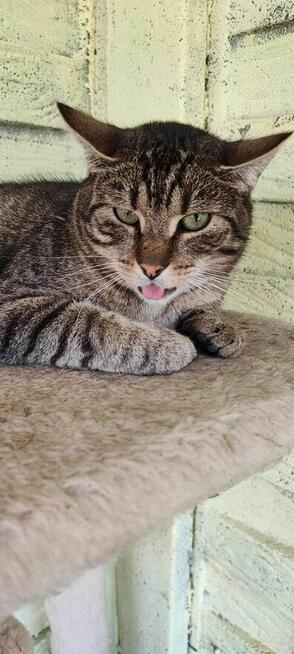 Brit – cichy obserwator i wierny towarzysz