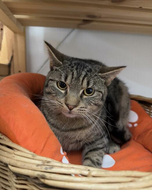 Sebastian / Samsung - młodzik piękny i delikatny