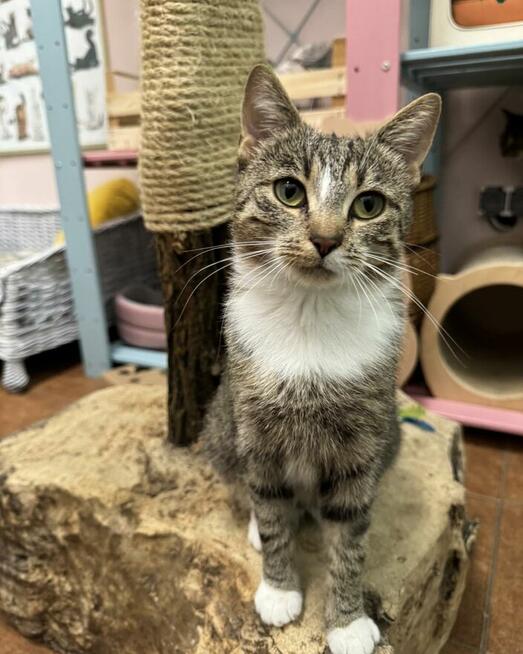 Kinga - zwariowanie kicia szuka zbzikowanego człowieka