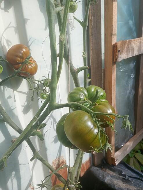 Sprzedam produkty rolne