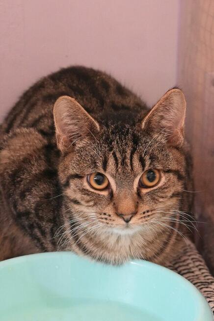 Sebastian / Samsung - młodzik piękny i delikatny