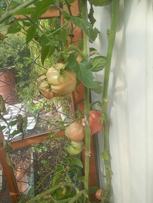 Sprzedam produkty rolne