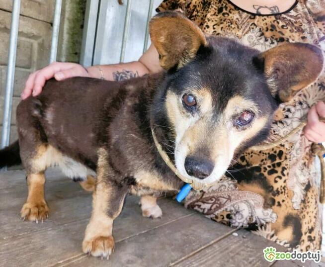 PIRACIK - skrajnie zaniedbany seniorek błaga o ratunek!