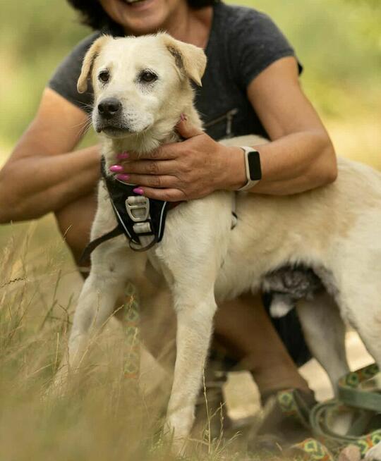 BORYSEK - kochany psiak szuka domu na jesień życia