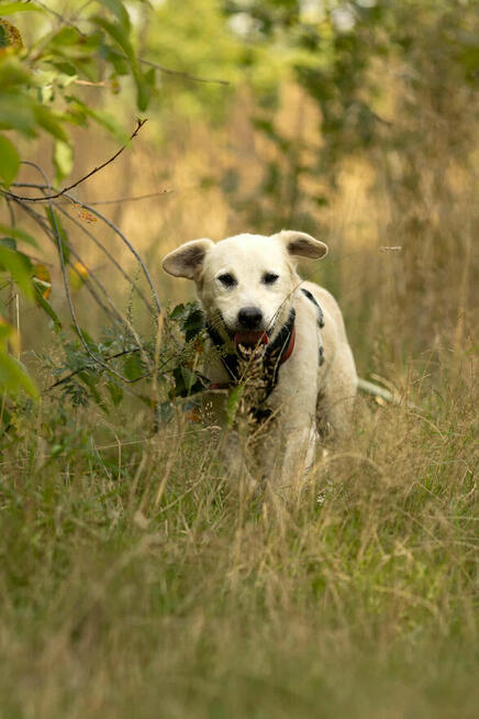 BORYSEK - kochany psiak szuka domu na jesień życia
