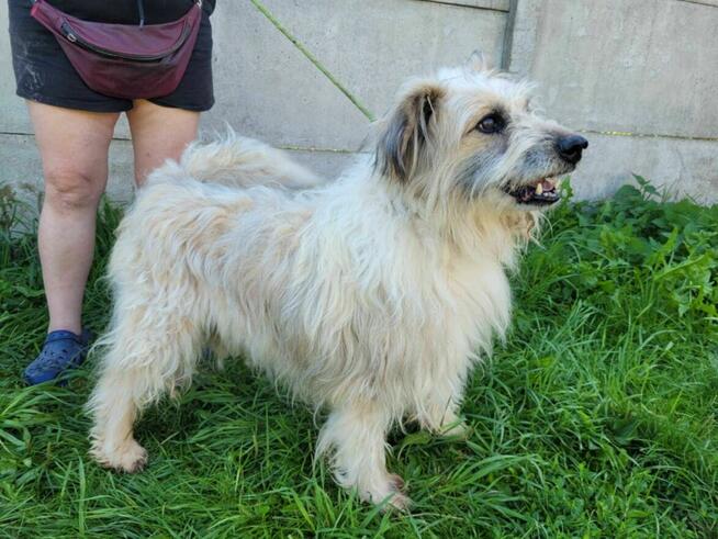 Porzucony FILC w typie owczarka katalońskiego szuka domu !!