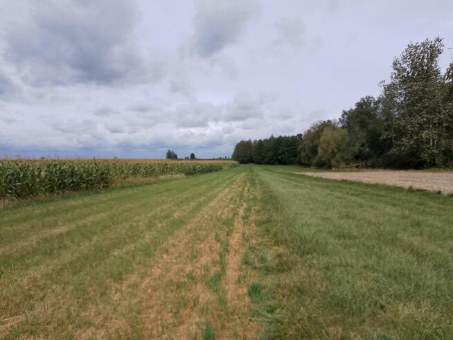 SPRZEDAM DZIAŁKE ROLNA