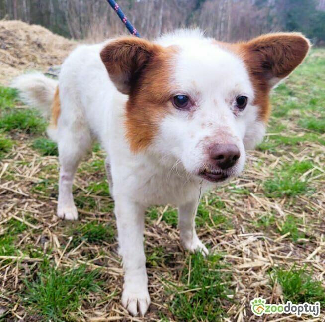 MIESZKO - niewielki, delikatny psiak szuka domu