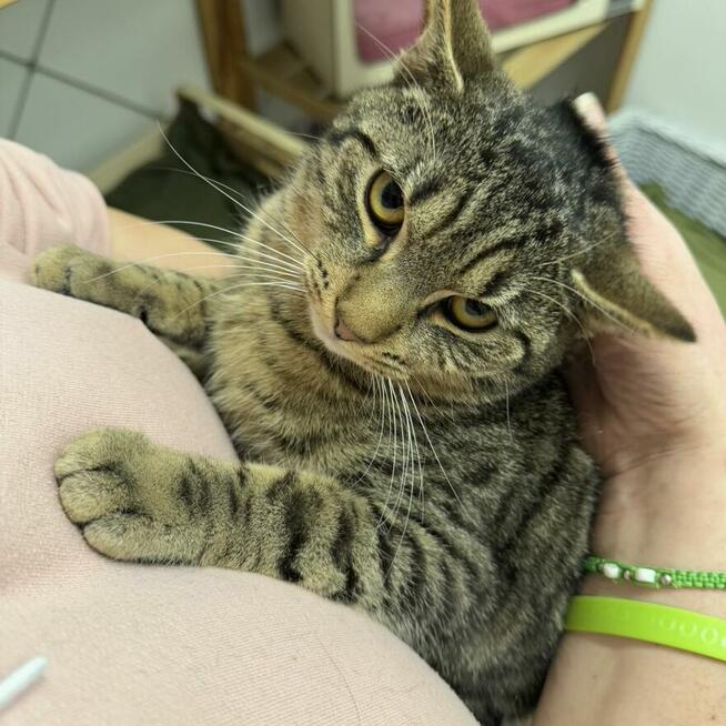 Sebastian / Samsung - młodzik piękny i delikatny