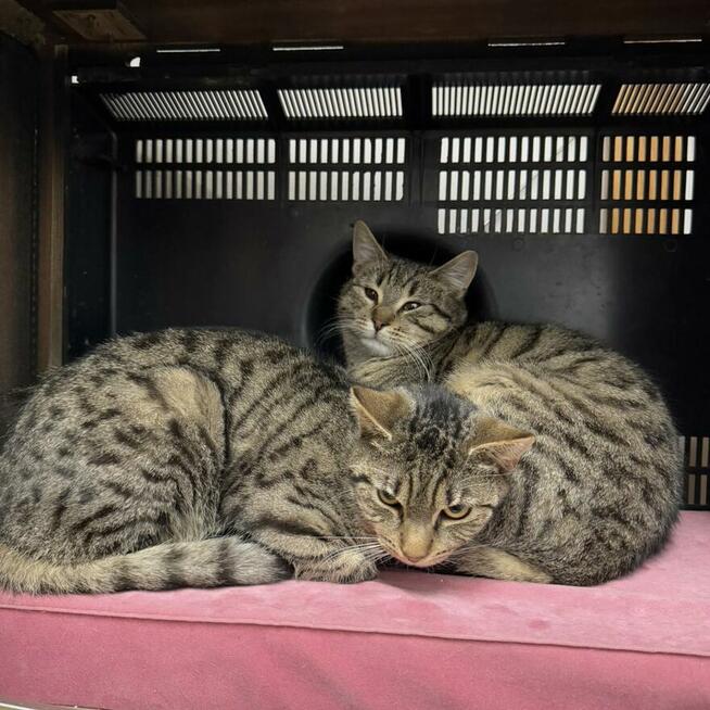 Sebastian / Samsung - młodzik piękny i delikatny