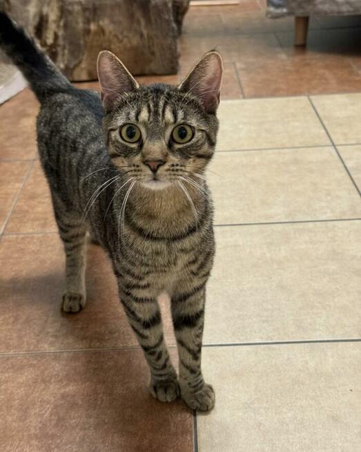 Sebastian / Samsung - młodzik piękny i delikatny