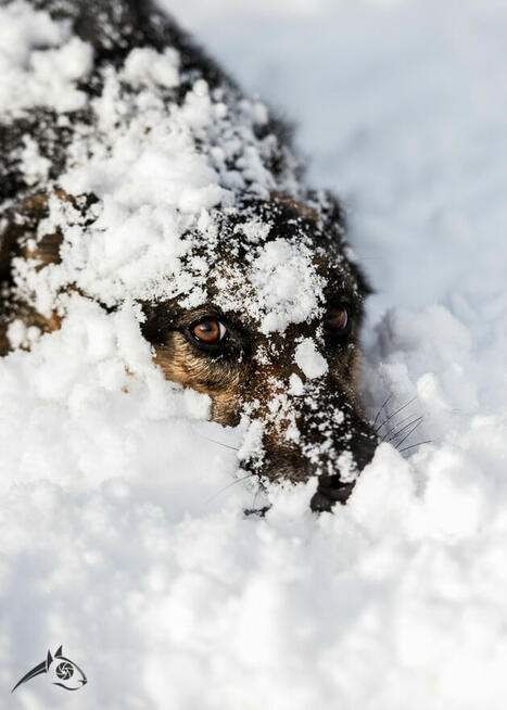 Pogodny Leo szuka domu - tymczasowego lub na zawsze