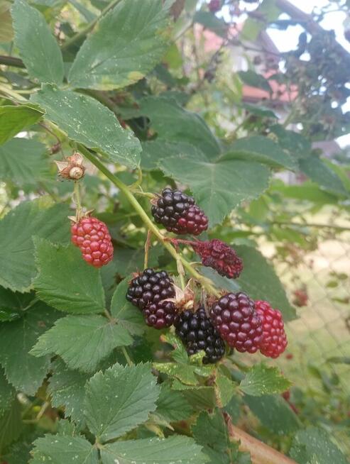 Do sprzedania warzywa owoce