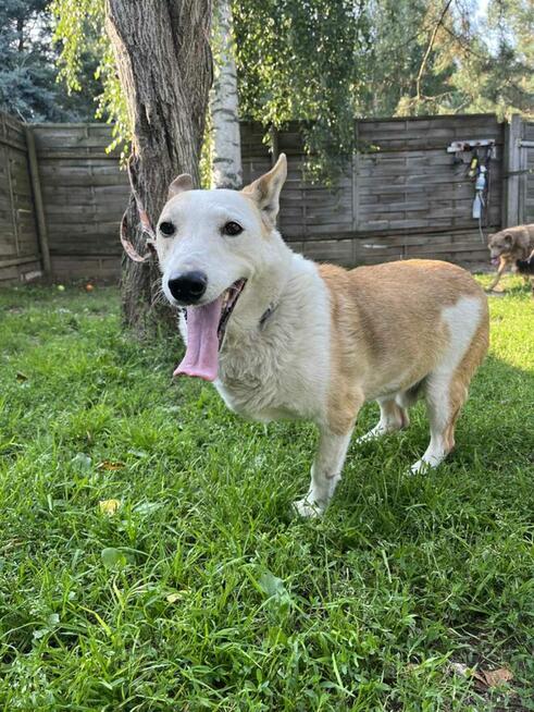 NIUNIEK łagodny nieufny trójłapek szuka odpowiedzialnego dom