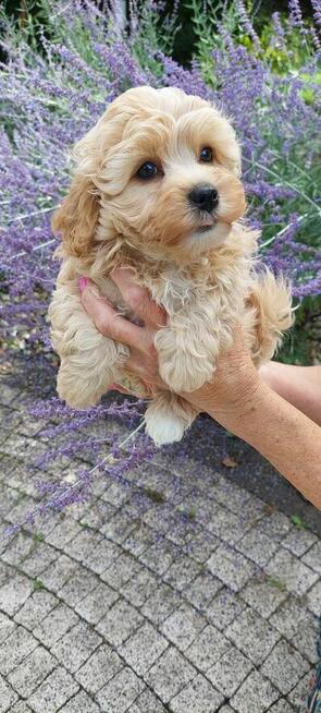 Szczeniaczek chłopiec Rosyjska Bolonka Kolorowa ZKwP FCI