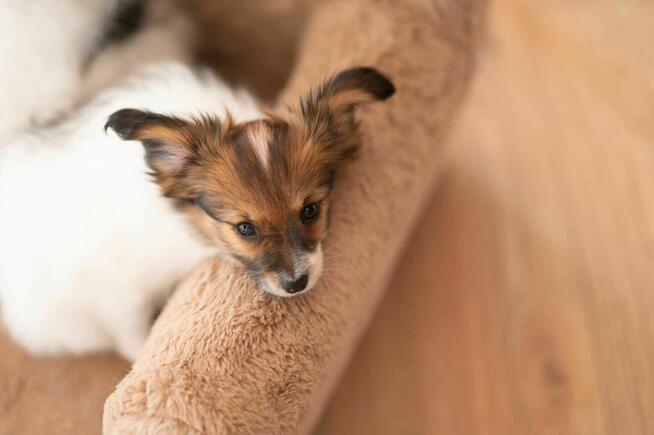 Szczeniak/ sunia Papillon Spaniel Kontynentalny ZKwP FCI