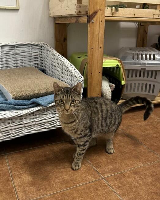 Sebastian / Samsung - młodzik piękny i delikatny