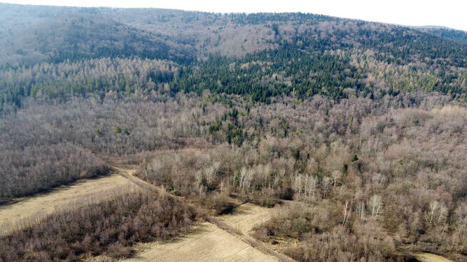 Działka leśna Pielgrzymka gm. Osiek Jasielski