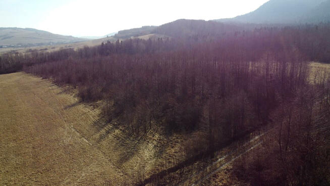 Działka leśna Pielgrzymka gm. Osiek Jasielski