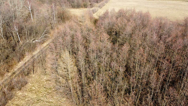 Działka leśna Pielgrzymka gm. Osiek Jasielski