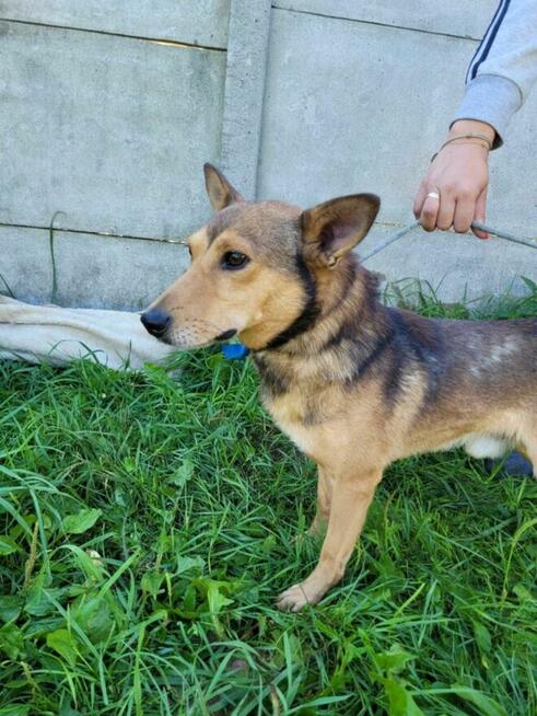 Młody, przyjacielski KUMPEL szuka domu !! Do adopcji !!