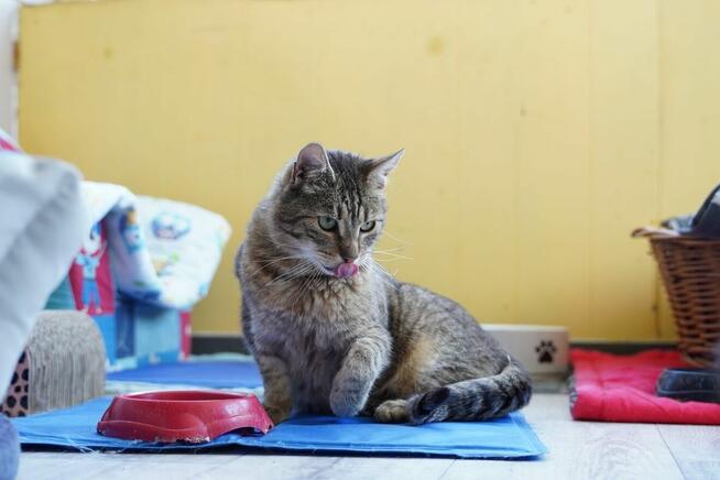 Brit – cichy obserwator i wierny towarzysz