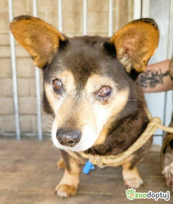 PIRACIK - skrajnie zaniedbany seniorek błaga o ratunek!