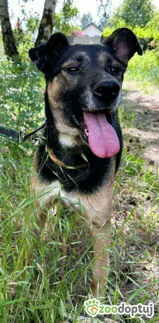 ATOS - zapomniany przez wszystkich? szuka PILNIE domu