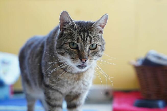 Brit – cichy obserwator i wierny towarzysz