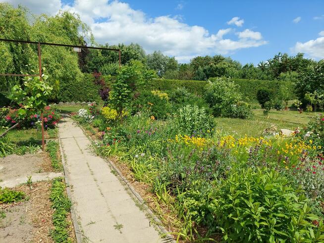 Działka ROD 385m2 z altaną 30,6m2 w Śremie