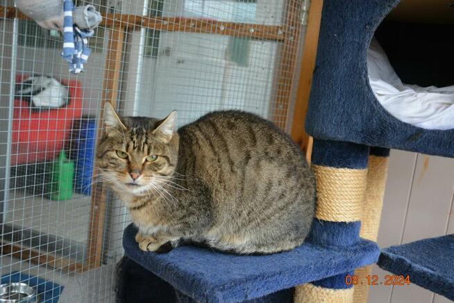 Brit – cichy obserwator i wierny towarzysz