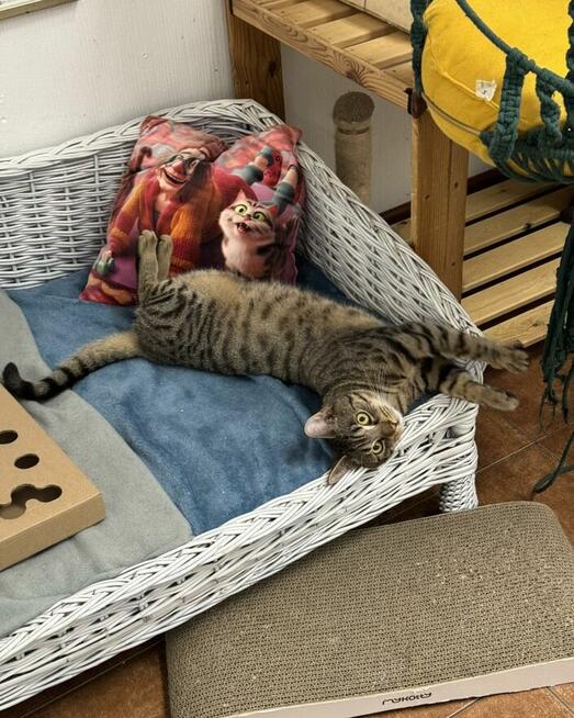 Sebastian / Samsung - młodzik piękny i delikatny