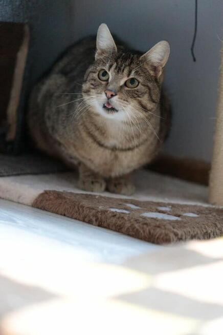 Brit – cichy obserwator i wierny towarzysz