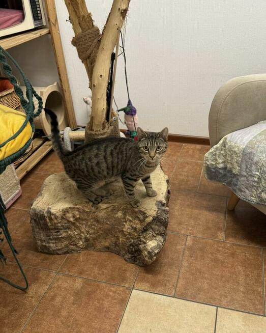 Sebastian / Samsung - młodzik piękny i delikatny