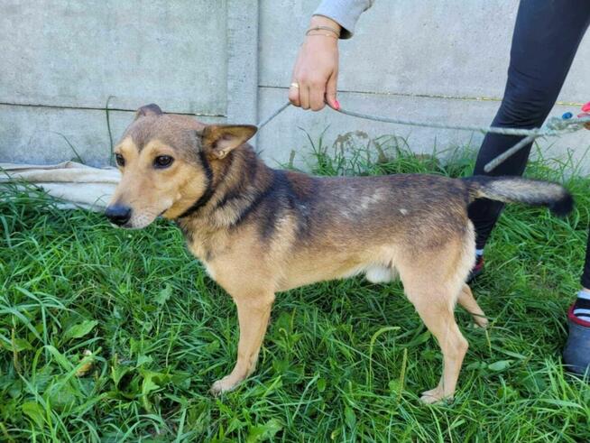 Kochający człowieka KUMPEL szuka domu !! Do adopcji !!