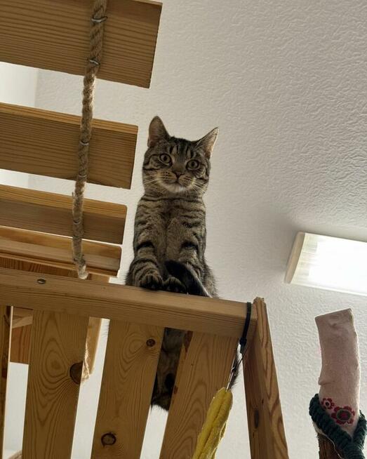 Sebastian / Samsung - młodzik piękny i delikatny