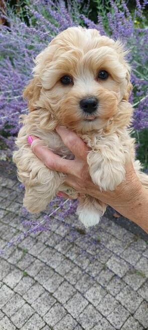 Szczeniaczek chłopiec Rosyjska Bolonka Kolorowa ZKwP FCI