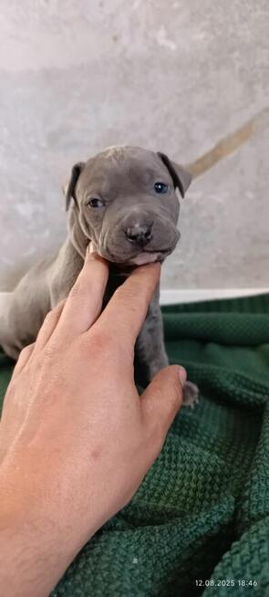 American Staffordshiere Terrier