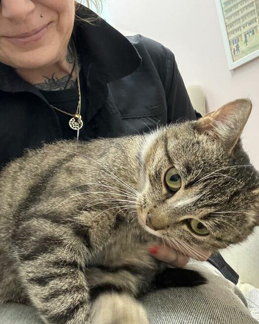 Kinga - zwariowanie kicia szuka zbzikowanego człowieka