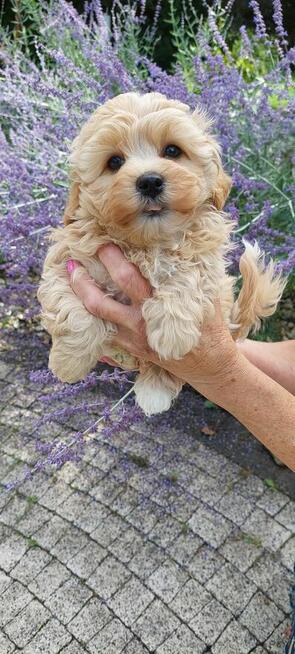 Szczeniaczek chłopiec Rosyjska Bolonka Kolorowa ZKwP FCI