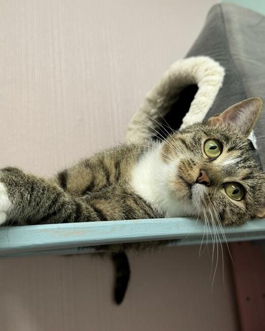 Kinga - zwariowanie kicia szuka zbzikowanego człowieka