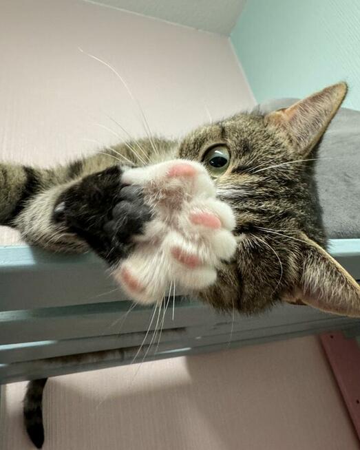 Kinga - zwariowanie kicia szuka zbzikowanego człowieka