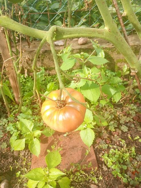 Sprzedam produkty rolne