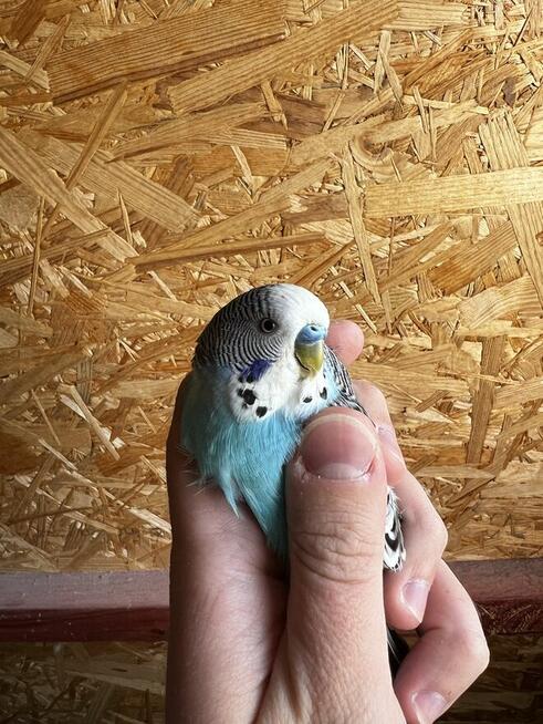 Papuga falista, papugi faliste młode