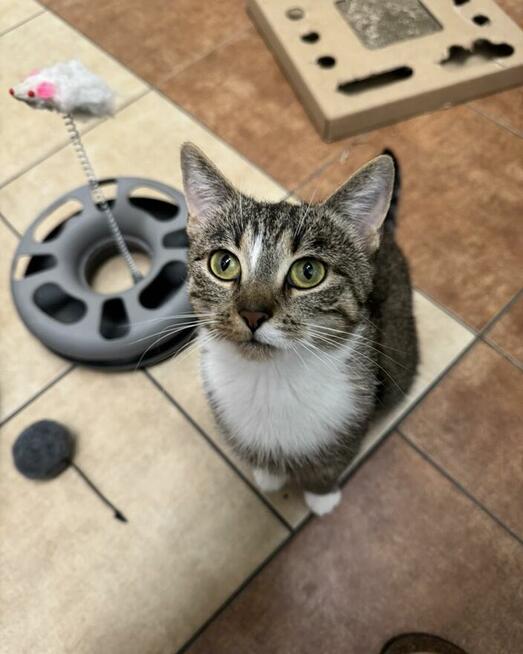 Kinga - zwariowanie kicia szuka zbzikowanego człowieka