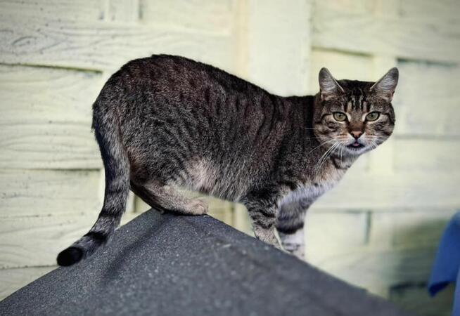 Brit – cichy obserwator i wierny towarzysz