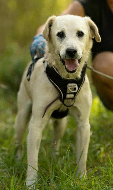 BORYSEK - kochany psiak szuka domu na jesień życia